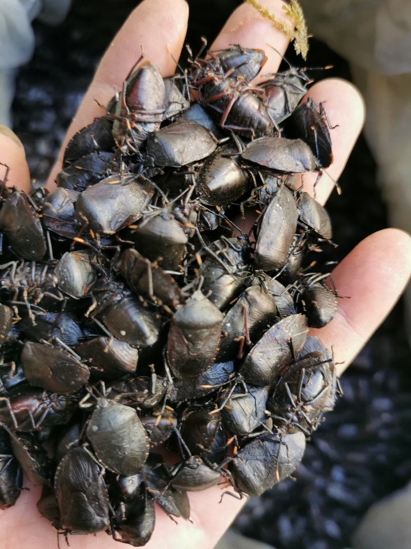 九香虫、琵琶虫、打屁虫、臭屁虫、正宗产地货货，假一赔十