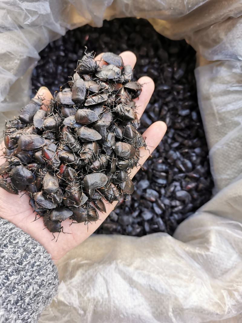 九香虫、琵琶虫、打屁虫、臭屁虫、正宗产地货货，假一赔十