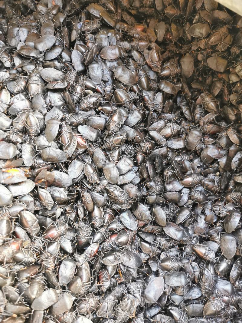九香虫、琵琶虫、打屁虫、臭屁虫、正宗产地货货，假一赔十
