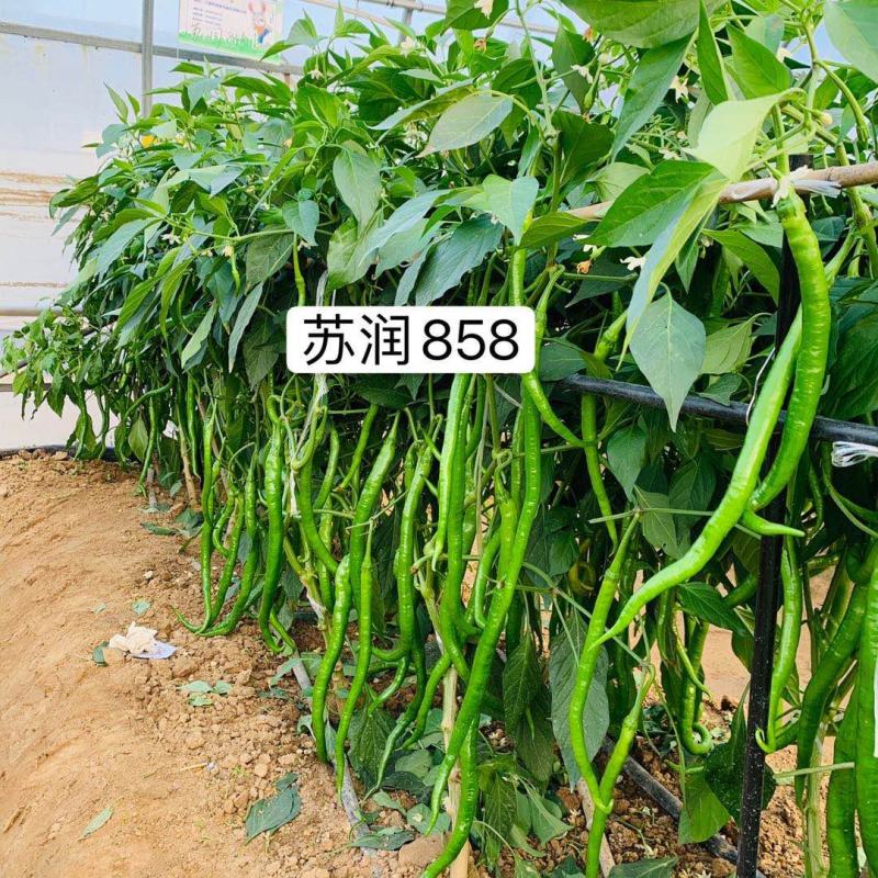 苏润858线椒种子绿色特长果线椒条椒种籽产量高抗病好