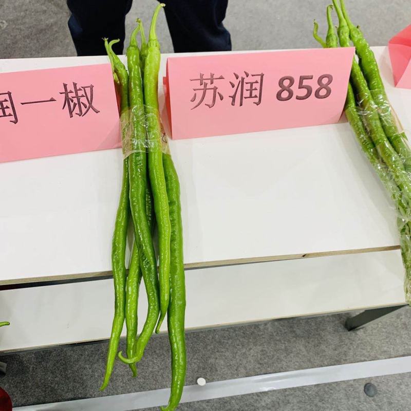 苏润858线椒种子绿色特长果线椒条椒种籽产量高抗病好
