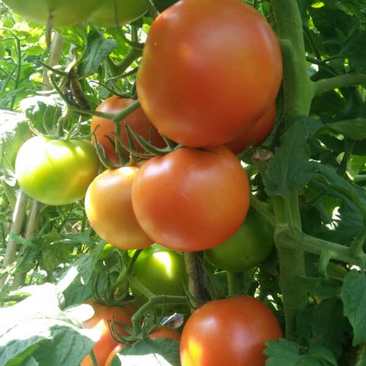 大红西红柿，石头番茄！硬粉！产地一手货源！货源充足！