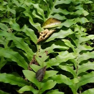 新鲜骨碎补/骨碎补/毛姜/广西骨碎补/骨碎补干货/