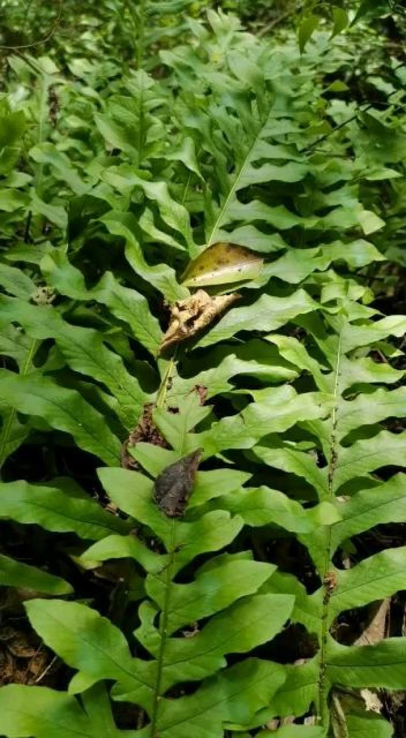 新鲜骨碎补/骨碎补/毛姜/广西骨碎补/骨碎补干货/