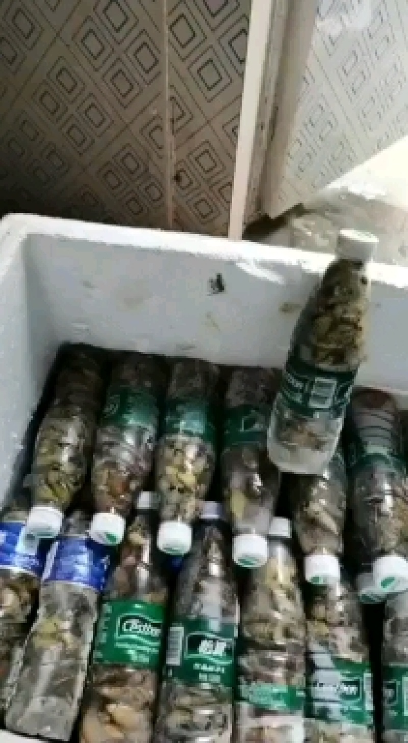 河虾，清水小河虾大量上市，补钙佳品，老少皆宜