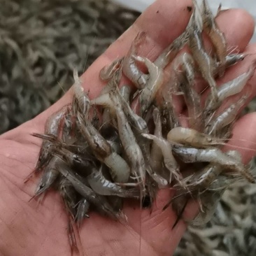河虾，清水小河虾大量上市，补钙佳品，老少皆宜