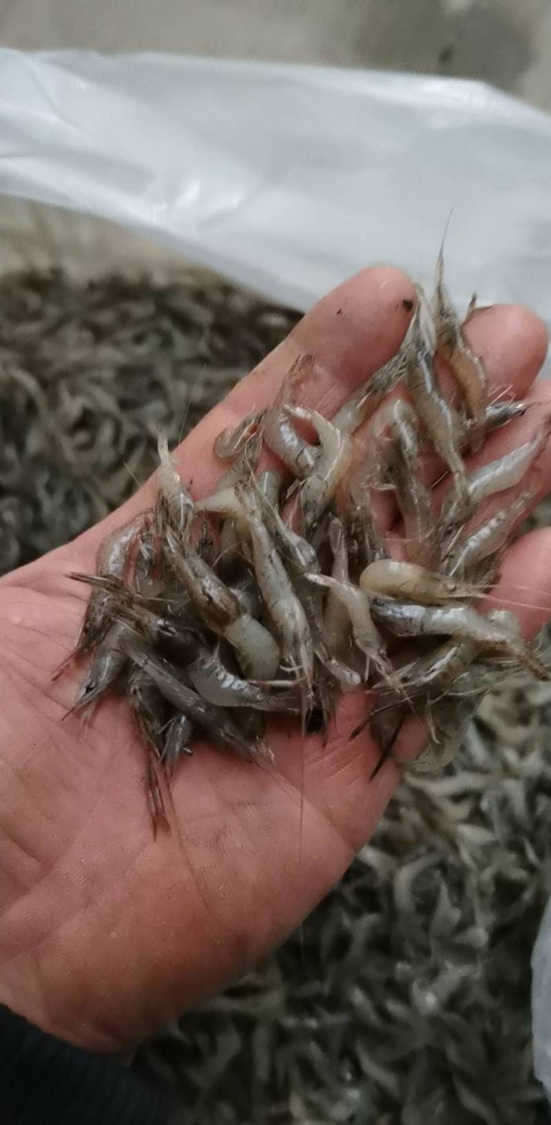 河虾，清水小河虾大量上市，补钙佳品，老少皆宜