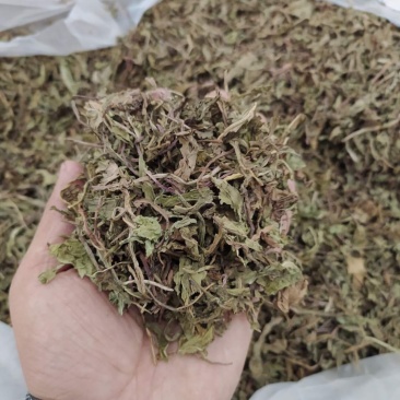 蒲公英各种规格可搭配多品种采购大货联系客服
