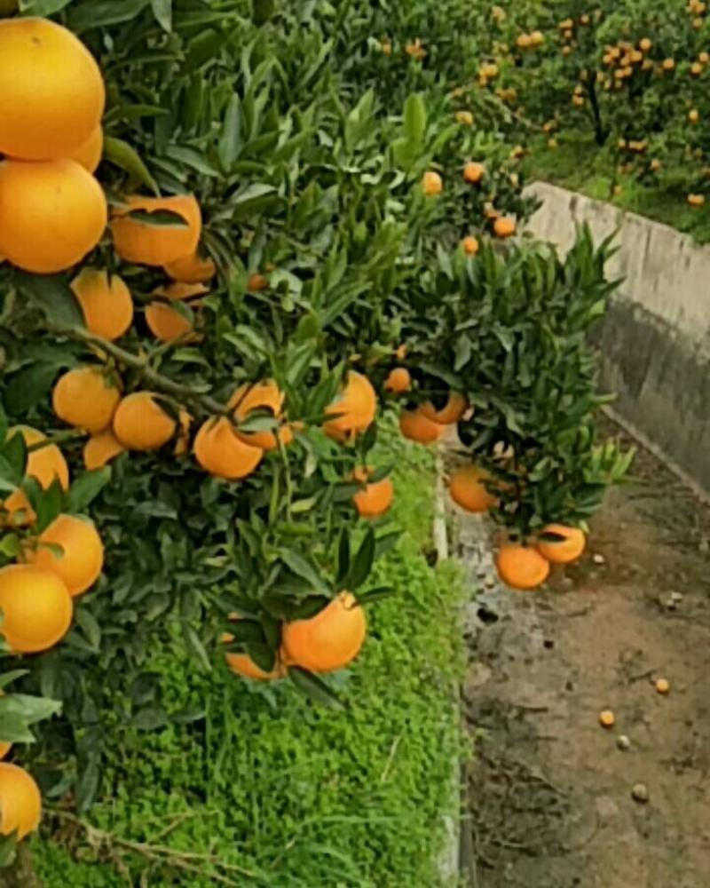 四川金堂脐橙上市中，为各地批发市场，电商，超市直供代办