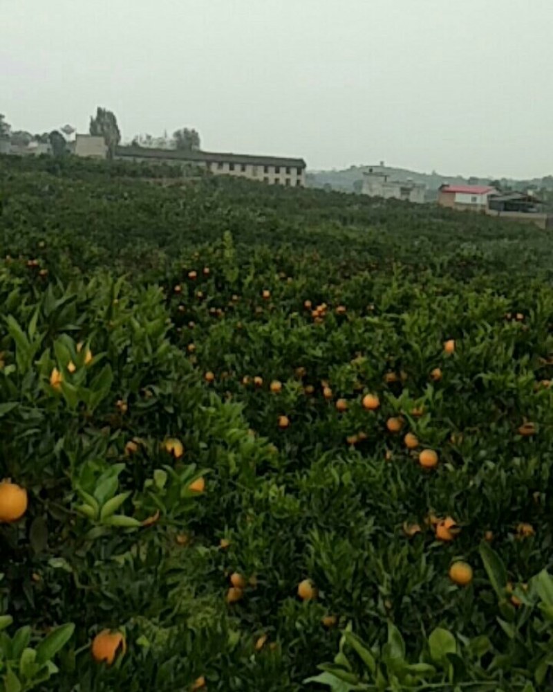 四川金堂脐橙上市中，为各地批发市场，电商，超市直供代办