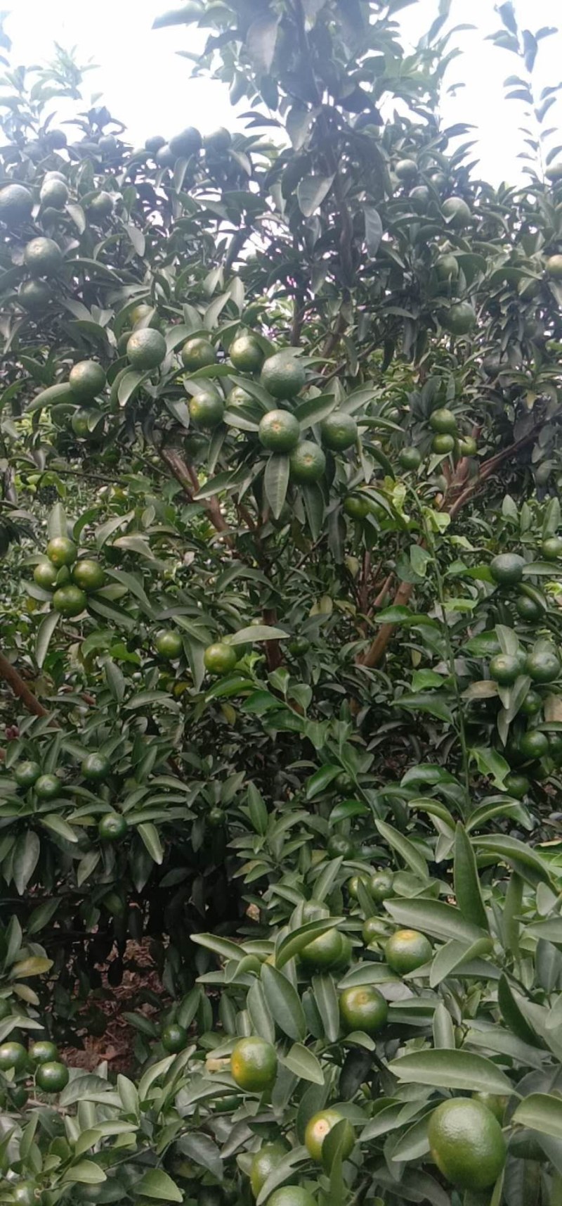 清香蜜橘，巴西柑，广西清香蜜橘，代收。代发