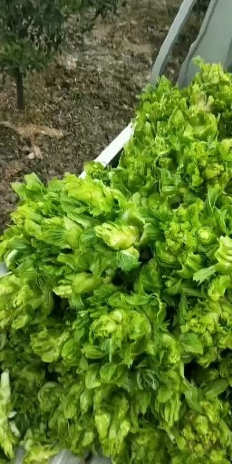 早中晚儿菜长期供应（’精品儿菜）基地长期供应毛豆，甘篮
