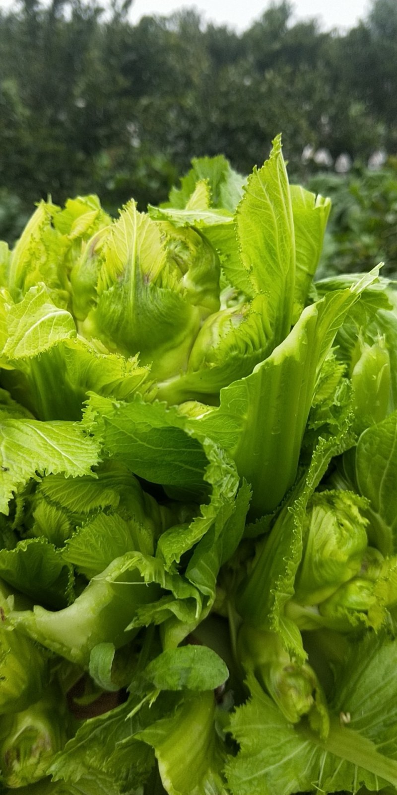 早中晚儿菜长期供应（’精品儿菜）基地长期供应毛豆，甘篮