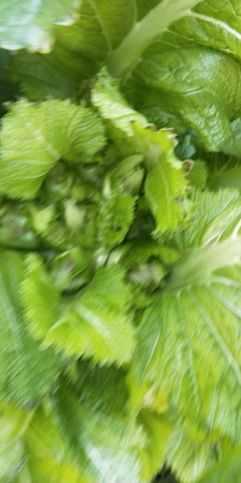 早中晚儿菜长期供应（’精品儿菜）基地长期供应毛豆，甘篮