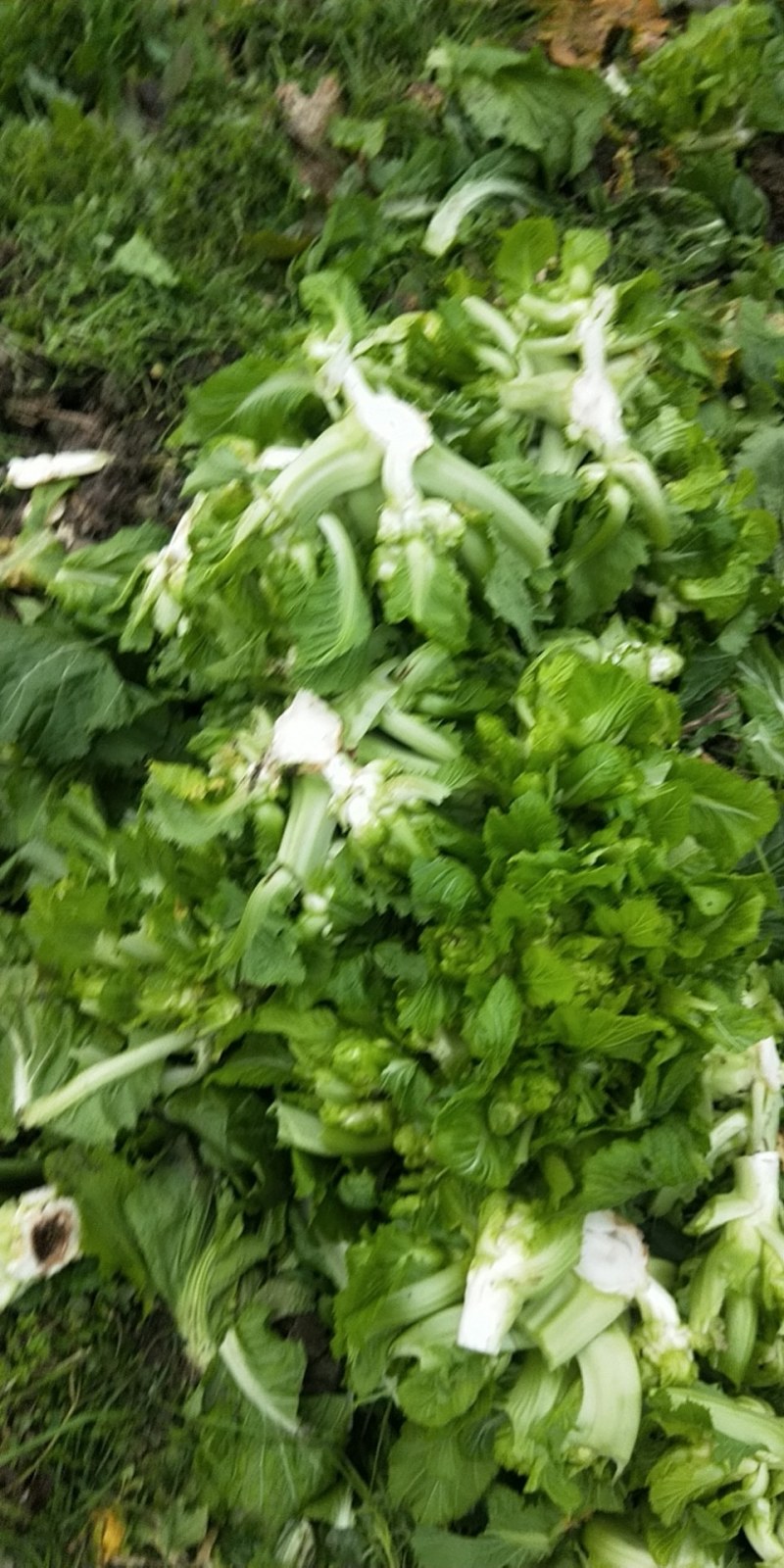 早中晚儿菜长期供应（’精品儿菜）基地长期供应毛豆，甘篮
