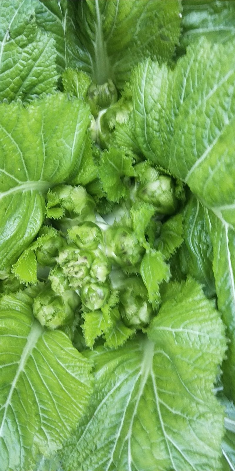 早中晚儿菜长期供应（’精品儿菜）基地长期供应毛豆，甘篮
