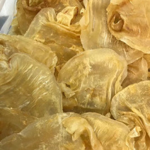 20头赤嘴鳘胶月子花胶鱼胶诚招代理一件代发