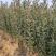 维纳斯黄金苹果苗红富士苹果苗爱妃苹果苗秦翠苹果苗