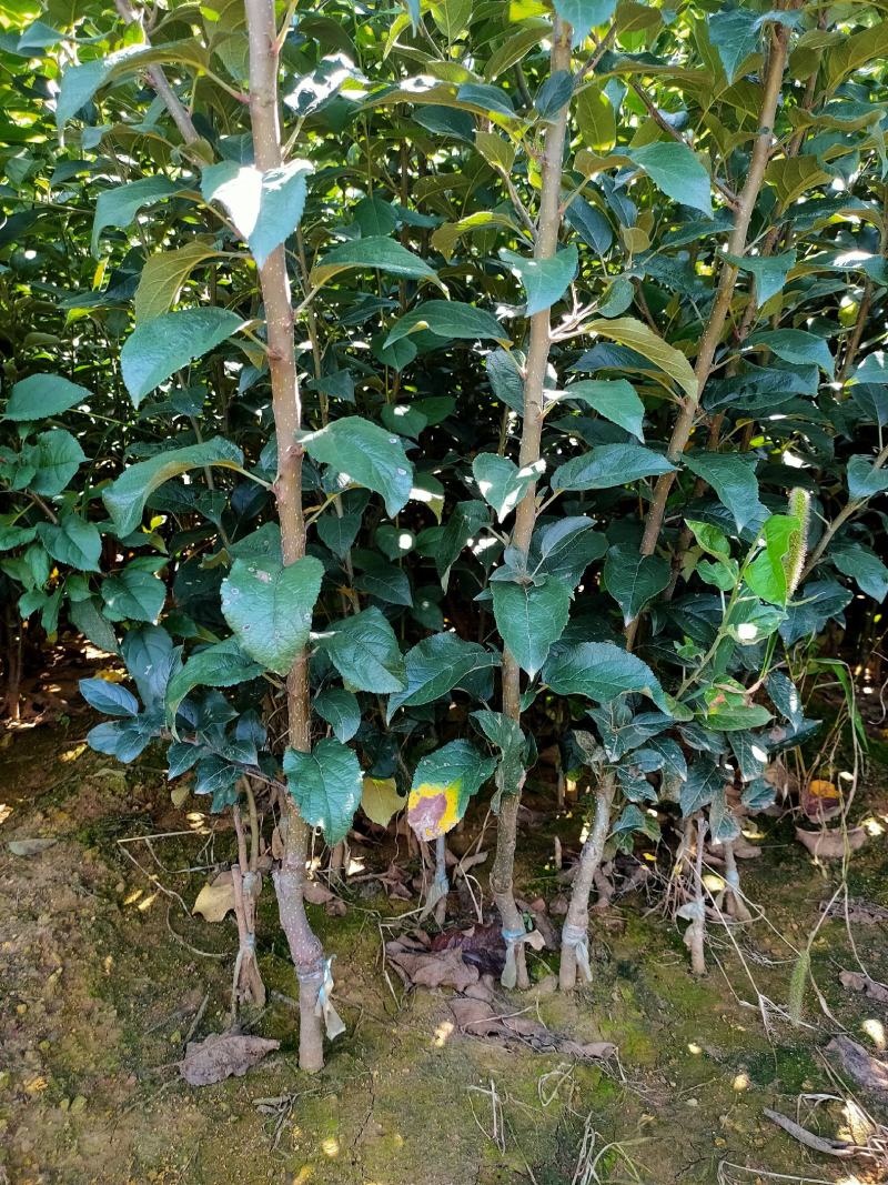 维纳斯黄金苹果苗红富士苹果苗爱妃苹果苗秦翠苹果苗