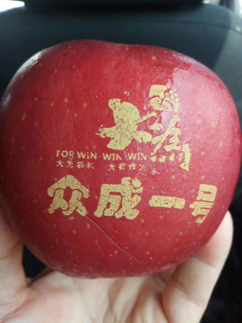维纳斯黄金苹果苗红富士苹果苗爱妃苹果苗秦翠苹果苗