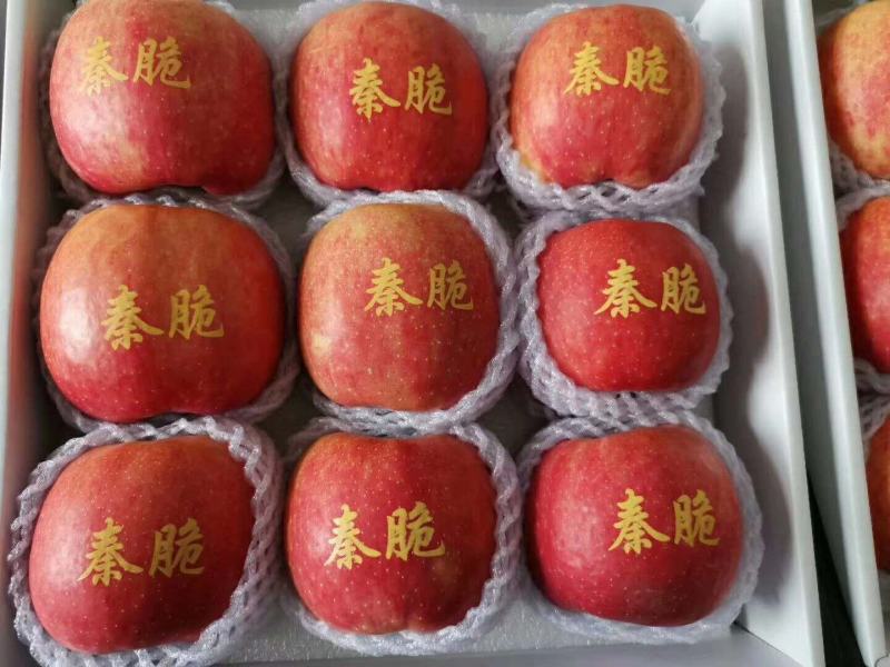 维纳斯黄金苹果苗红富士苹果苗爱妃苹果苗秦翠苹果苗