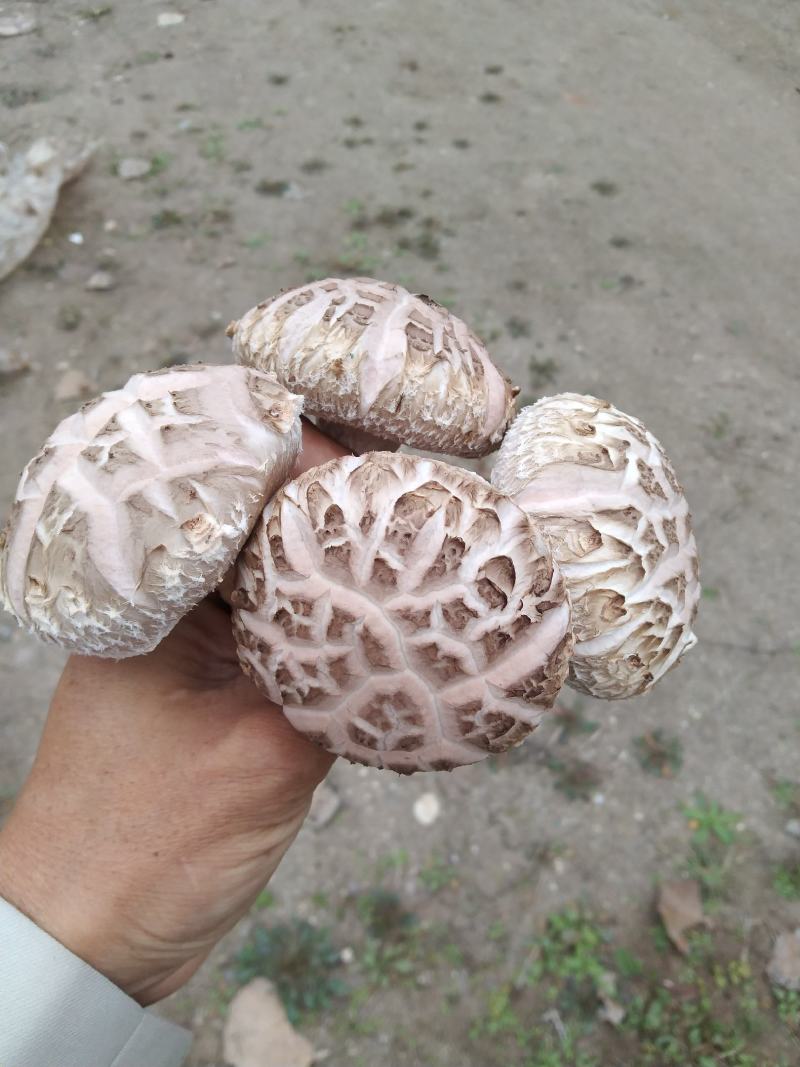 河南内乡深山农户自种春栽鲜菇，爱心助农，鲜货到家
