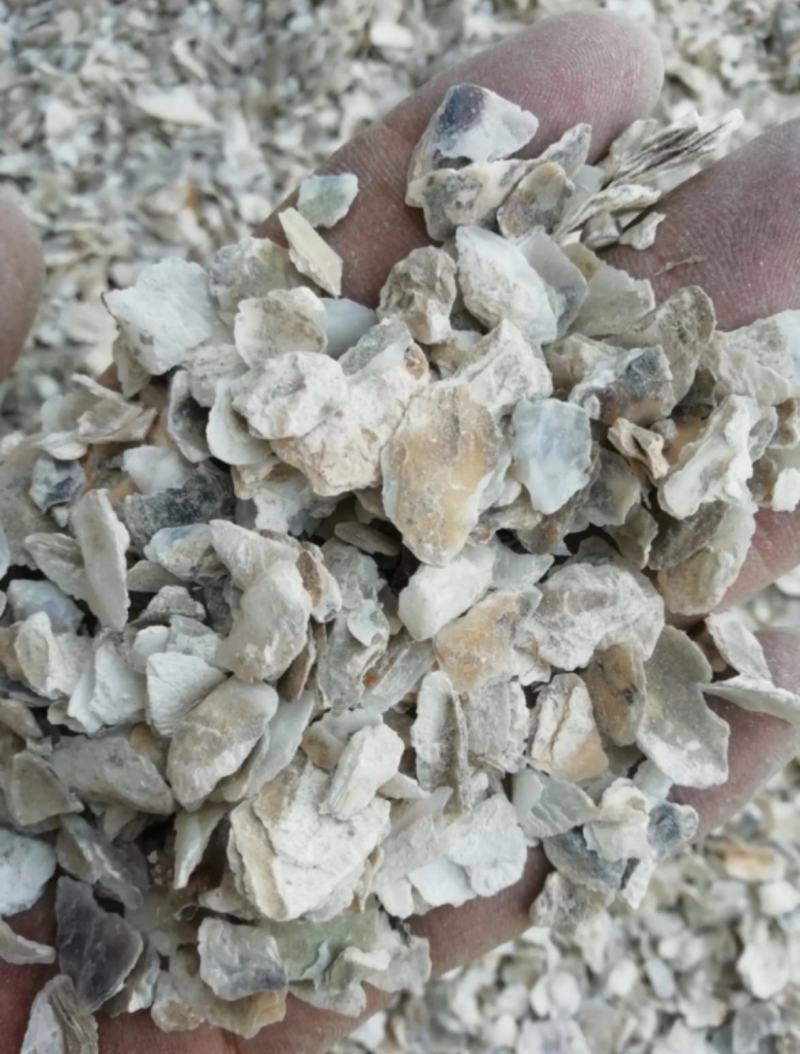 振兴药材批发供应牡蛎产地直销牡蛎常年大货批发零售
