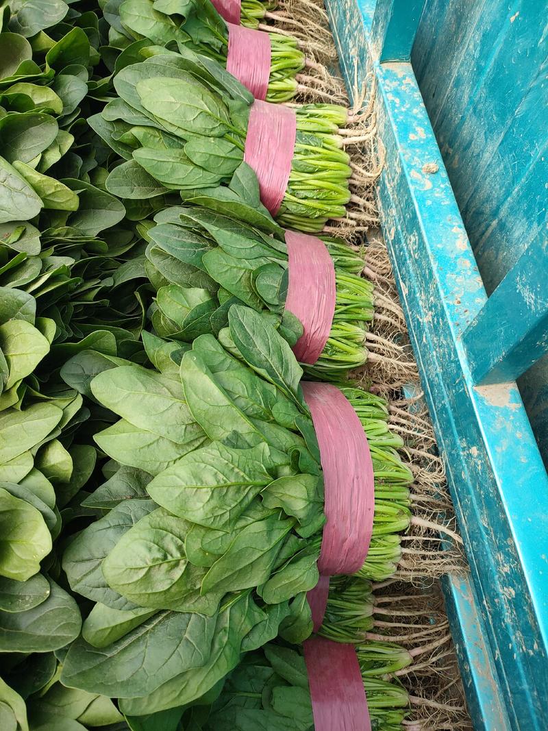 河南省滑县大棚精品菠菜，一手货源，质量保证，专业实力代办