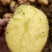 精品黄心土豆大量上市走货欢迎新老客户抓紧与我联系。