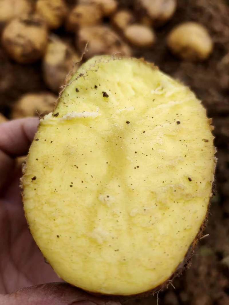 精品黄心土豆大量上市走货欢迎新老客户抓紧与我联系。