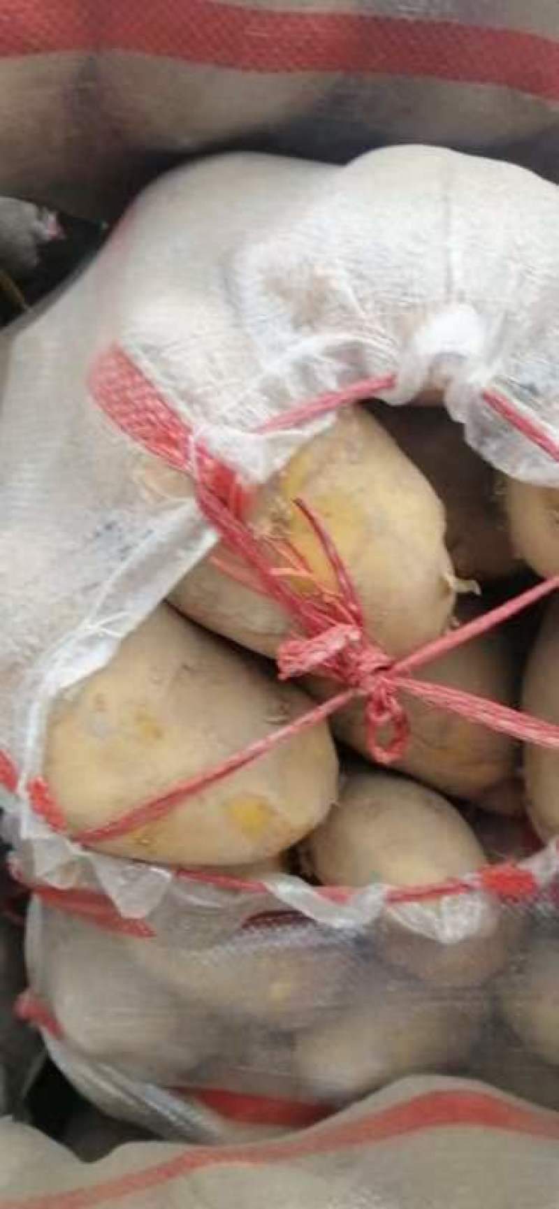 精品黄心土豆大量上市走货欢迎新老客户抓紧与我联系。