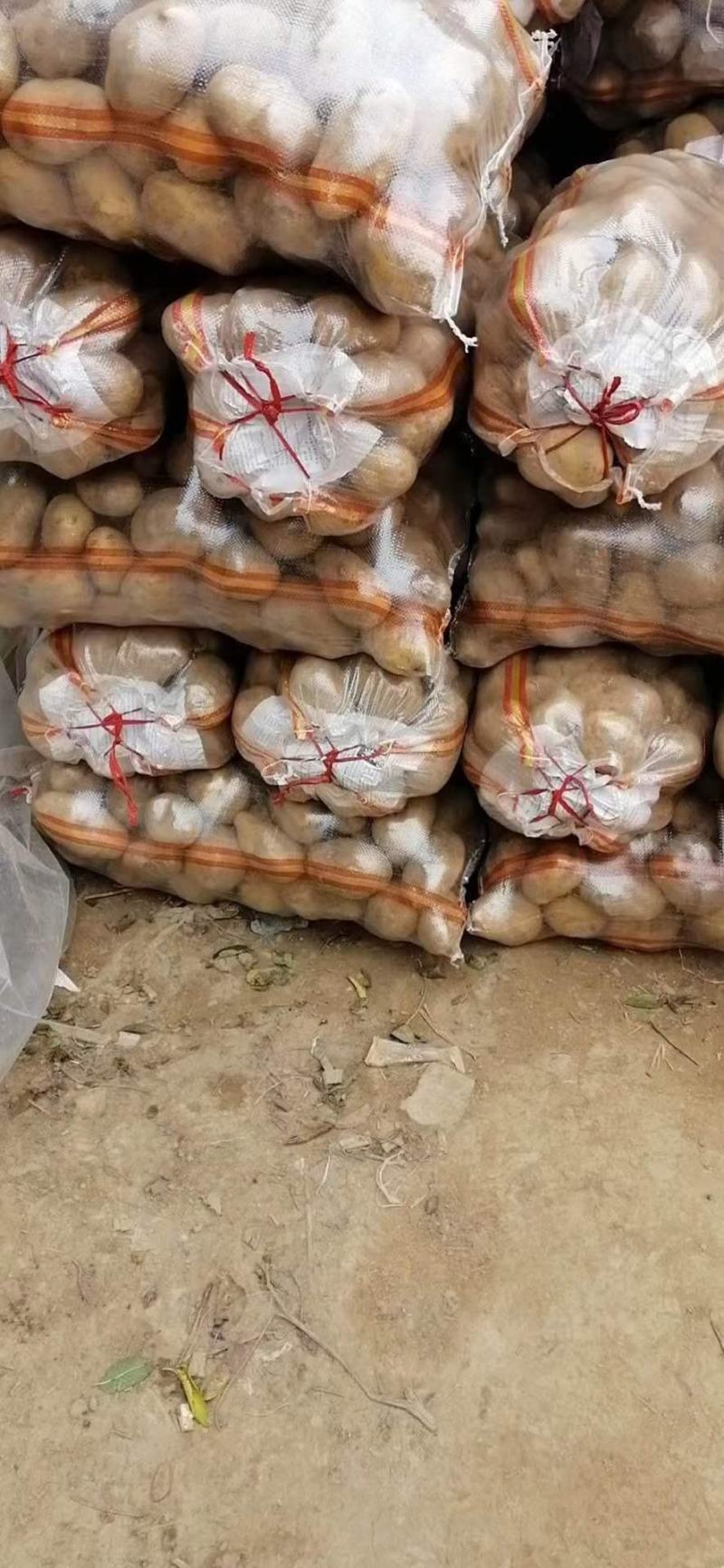 精品黄心土豆大量上市走货欢迎新老客户抓紧与我联系。