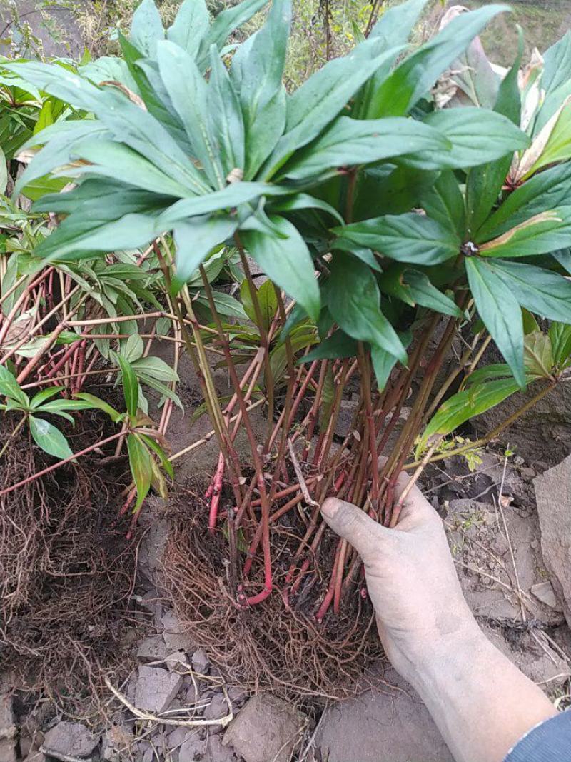 贵州毕节古夜郎大山野生药材落地梅追风伞