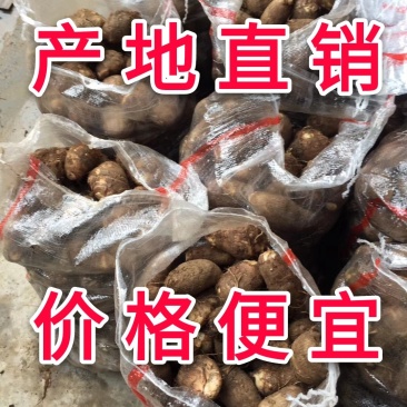 山东芋头产地芋头批发8520毛芋头价格便宜