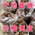 山东芋头产地芋头批发8520毛芋头价格便宜