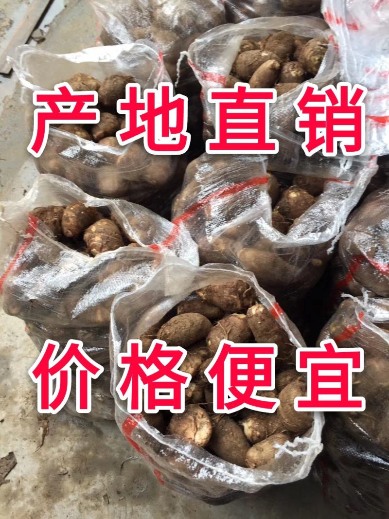 山东芋头产地芋头批发8520毛芋头价格便宜