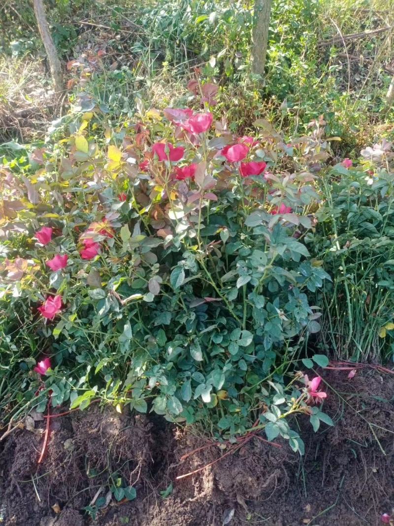 红帽子月季苗丰花月季高度30-50公分工程苗1.5元