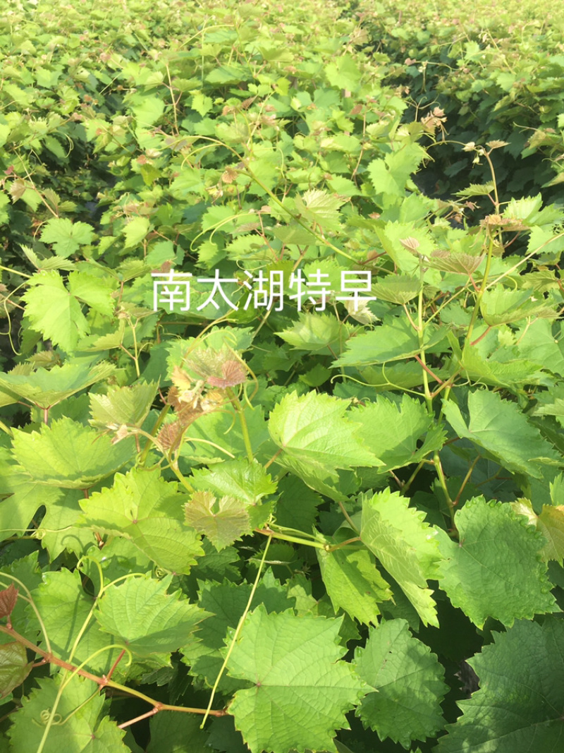 早夏黑葡萄苗早夏无核葡萄苗夏黑芽变金华葡萄苗基地