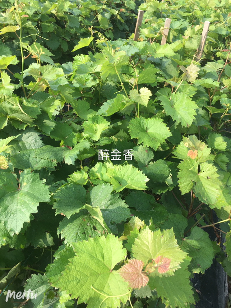 早夏黑葡萄苗早夏无核葡萄苗夏黑芽变金华葡萄苗基地