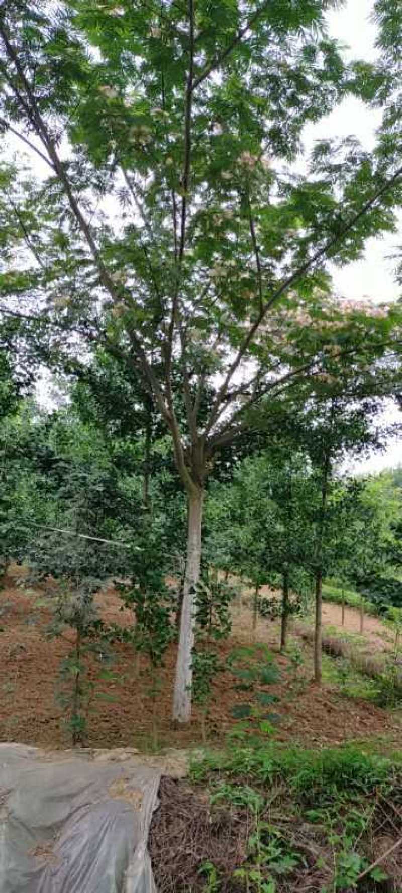 合欢树绒花树基地苗圃直供10-20公分