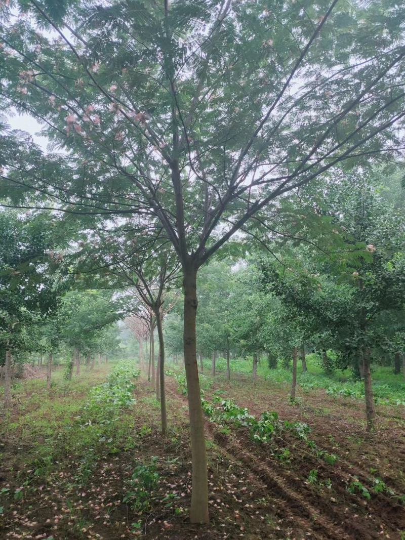 合欢树绒花树基地苗圃直供10-20公分