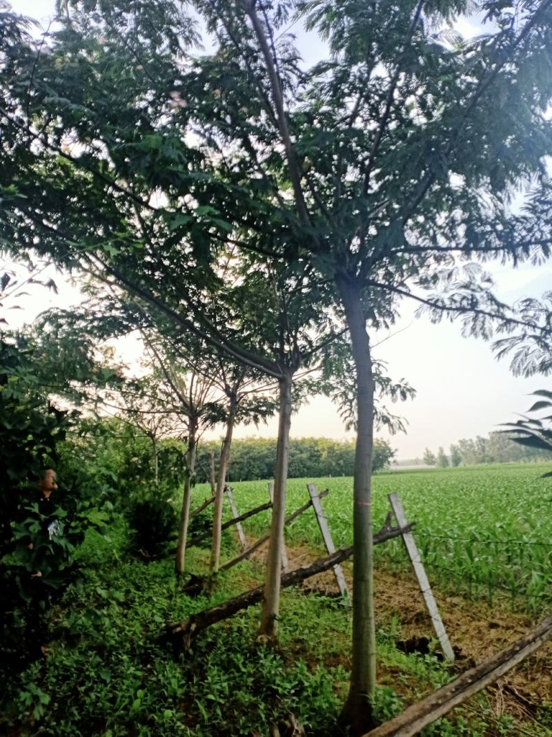 合欢树绒花树基地苗圃直供10-20公分
