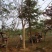 合欢树绒花树基地苗圃直供10-20公分