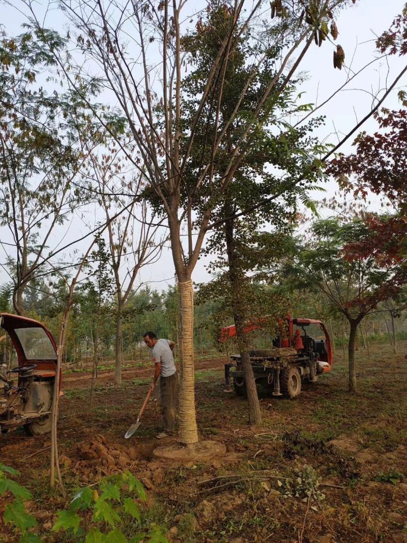 合欢树绒花树基地苗圃直供10-20公分