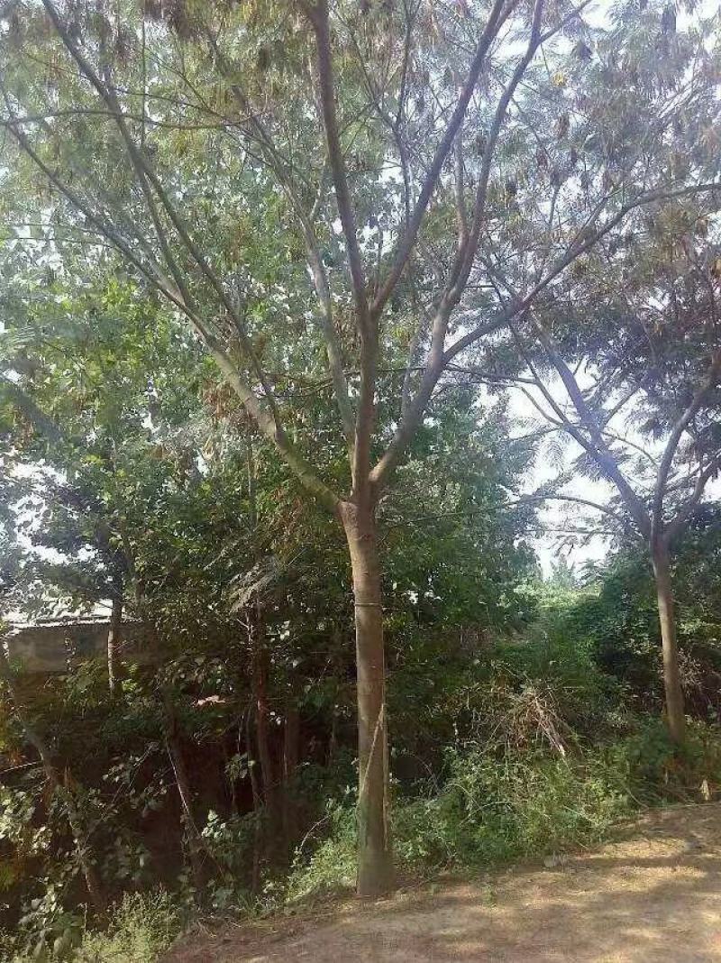 合欢树绒花树基地苗圃直供10-20公分
