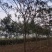 合欢树绒花树基地苗圃直供10-20公分
