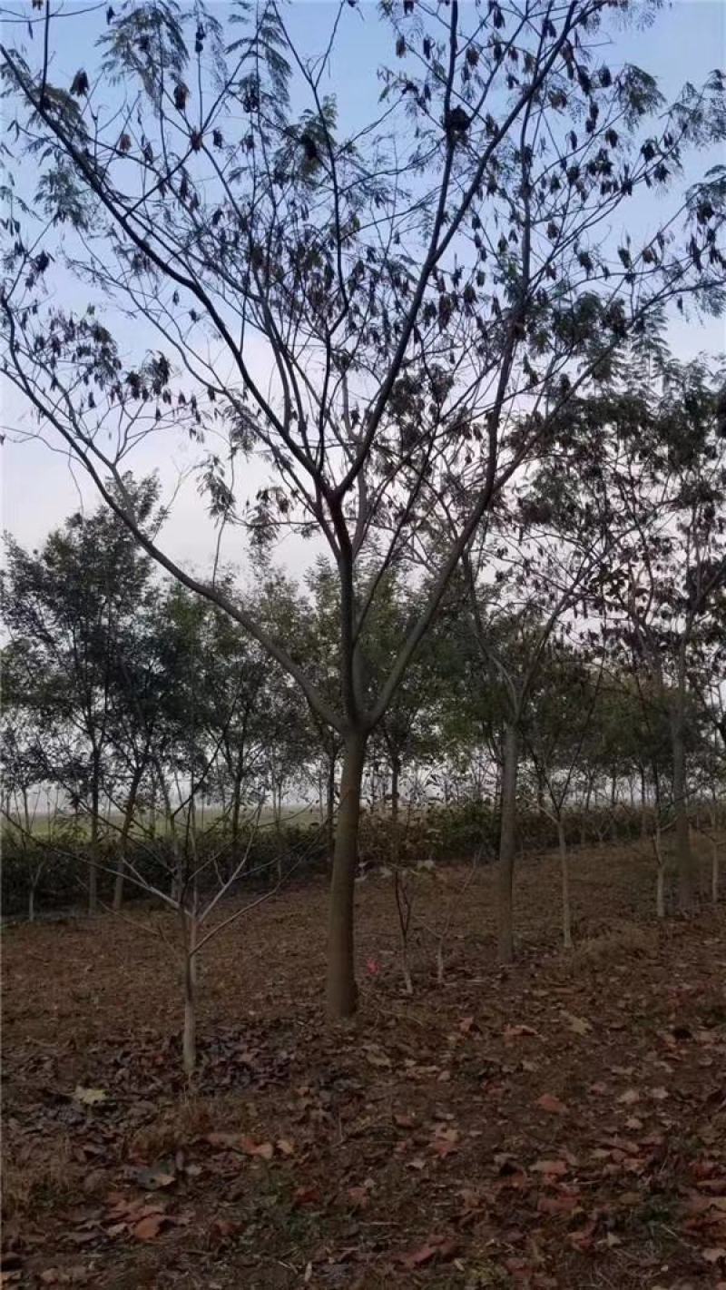 合欢树绒花树基地苗圃直供10-20公分