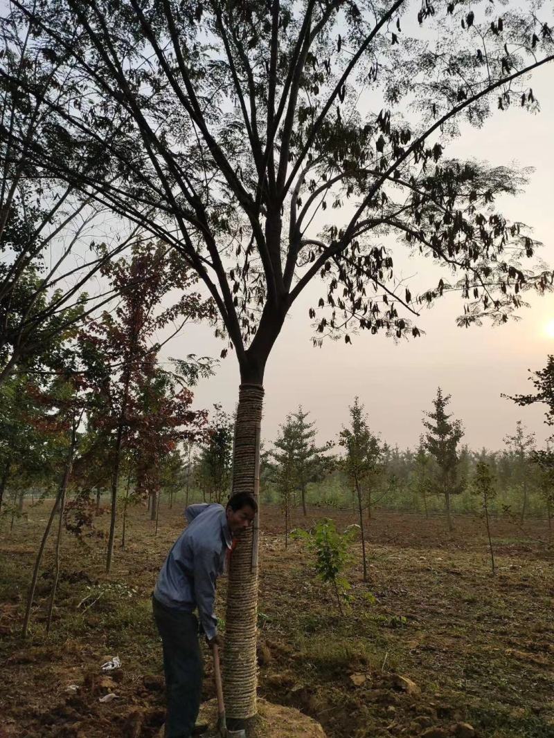 合欢树绒花树基地苗圃直供10-20公分