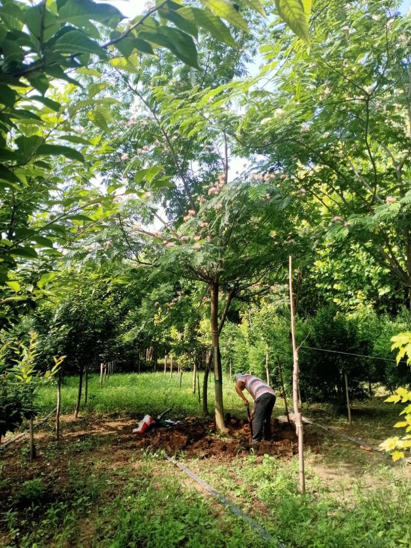 合欢树绒花树基地苗圃直供10-20公分