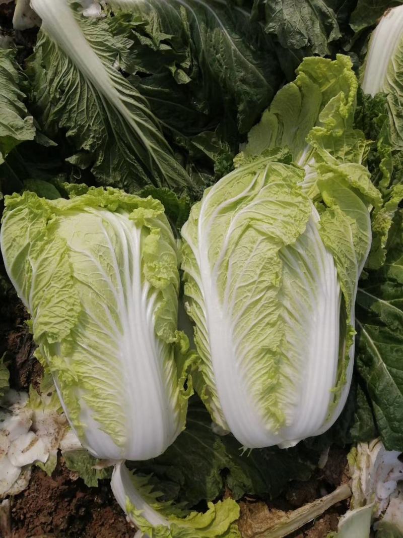 青杂三号白菜净菜毛菜市场货电商货装袋散装